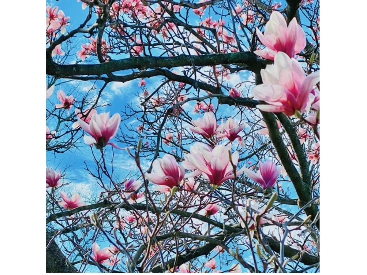 Gloria Lopez submitted this photo she took of magnolias at the College of Lake County in Grayslake. 