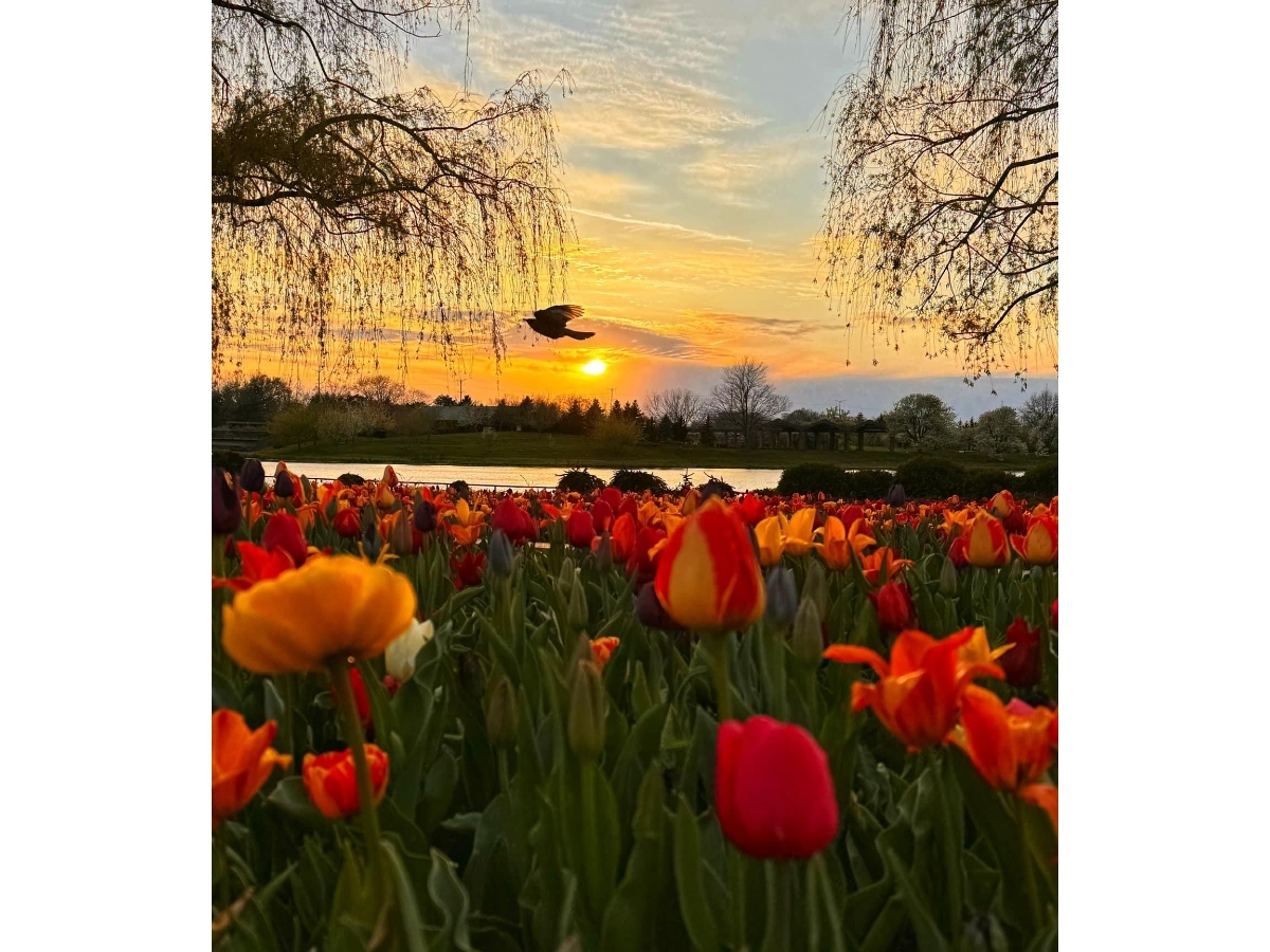 Judith Salstone submitted this photo she took titled, "Tulips, Birds and Sunsets," on the recent Earth Day at Chicago Botanical Garden. 