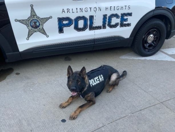 K9 Atlas is seen hearing wearing the donated ballistic vest. 