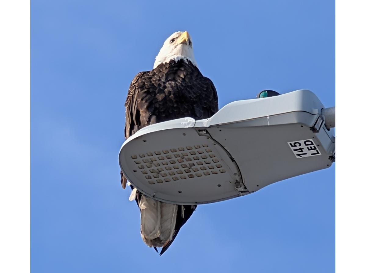 Steve Yee submitted this photograph of a bald eagle perched atop a light pole in Naperville. 