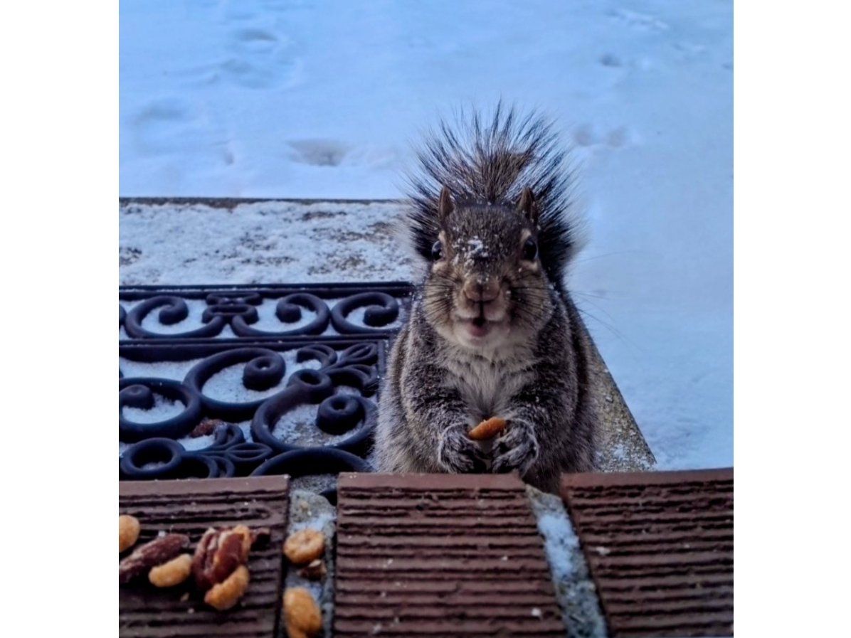 Tina Muhs, of Joliet, submitted this photograph she took of her "backyard friend." 