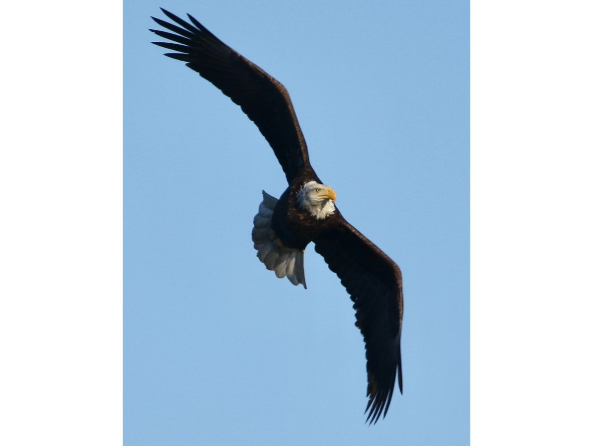 Amy Jones submitted this photo she took of a bald eagle in flight at the Rock Run Rookery in Channahon.