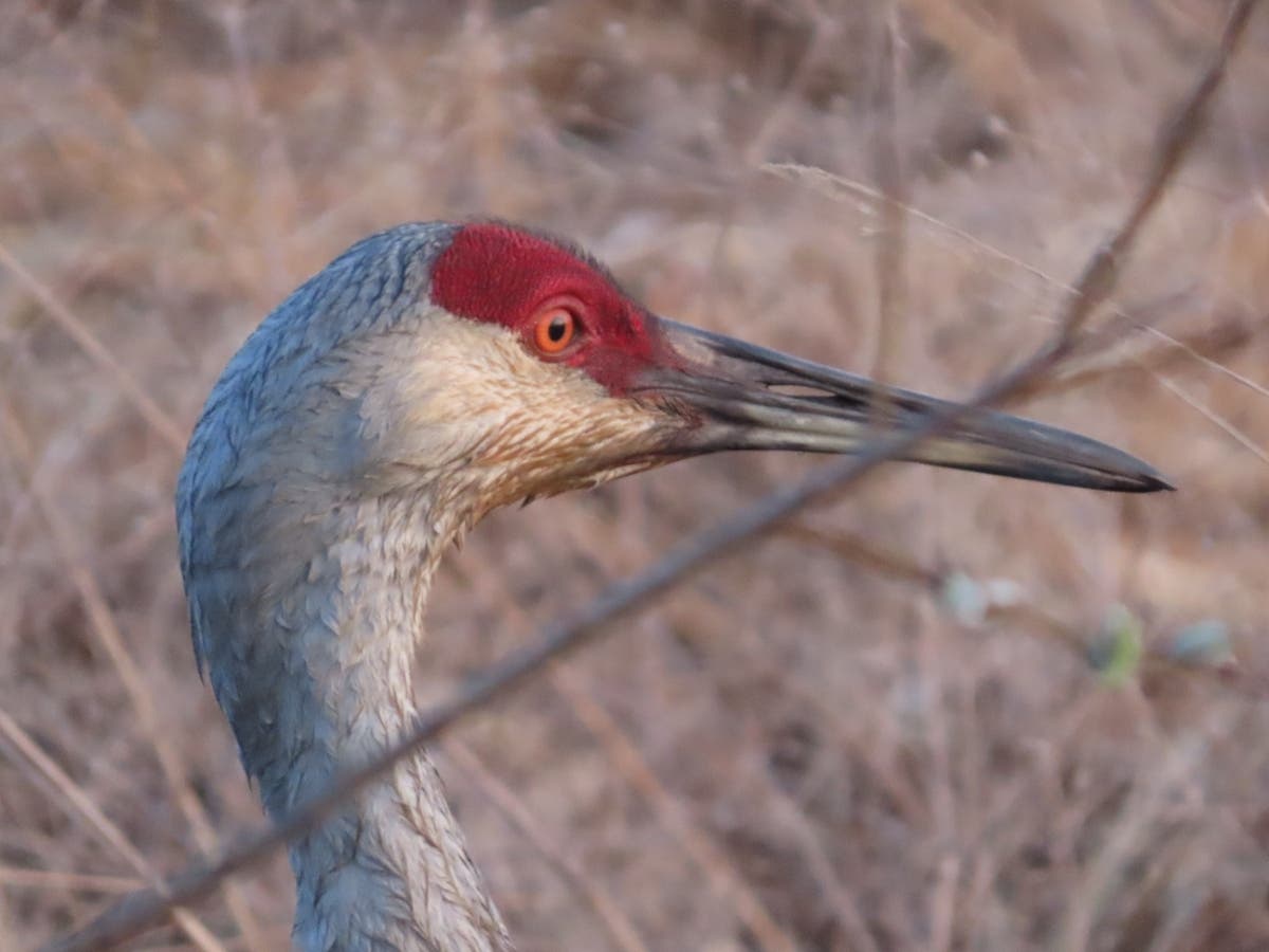Paulette Shimer, of Deerfield, photographed this sandhill crane recently at Middlefork Savanna Forest Preserve in Lake Forest.