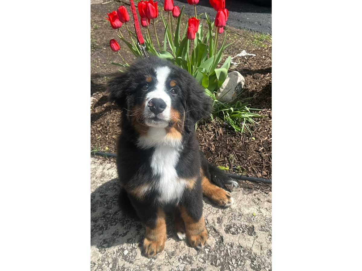 Karen Toole, of Elmhurst, photographed Bunker, her Bernese Mountain Dog puppy, enjoying tulips at her house after a walk in the neighborhood 