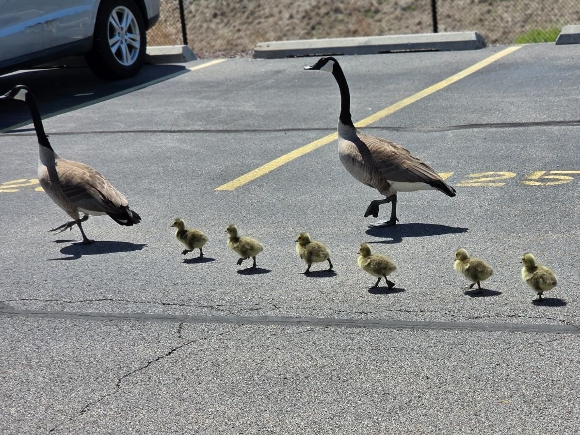 Denise Langosch photographed this family of geese navigating their way around a parking lot in Elmhurst. 