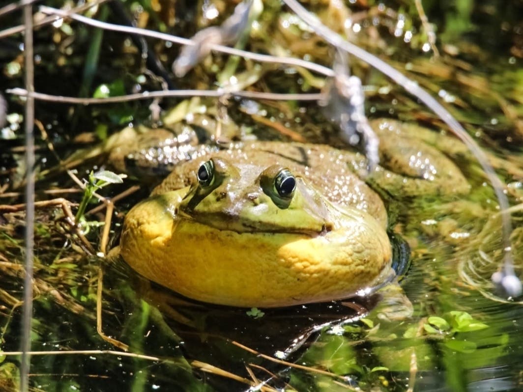 Nancy Mariotti tells us she was enjoying watching and hearing the bullfrogs last weekend when she took this photograph in Channahon. 