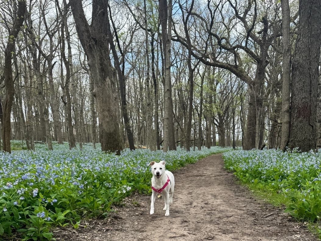 Shanyn Sotomayor submitted this photograph she took of her dog, Cashew, in the O’Hara Woods.