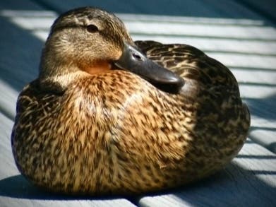 Adinda Skwarski, of Orland Park, caught this "sunbathing beauty" soaking up the rays all afternoon recently on her deck.
