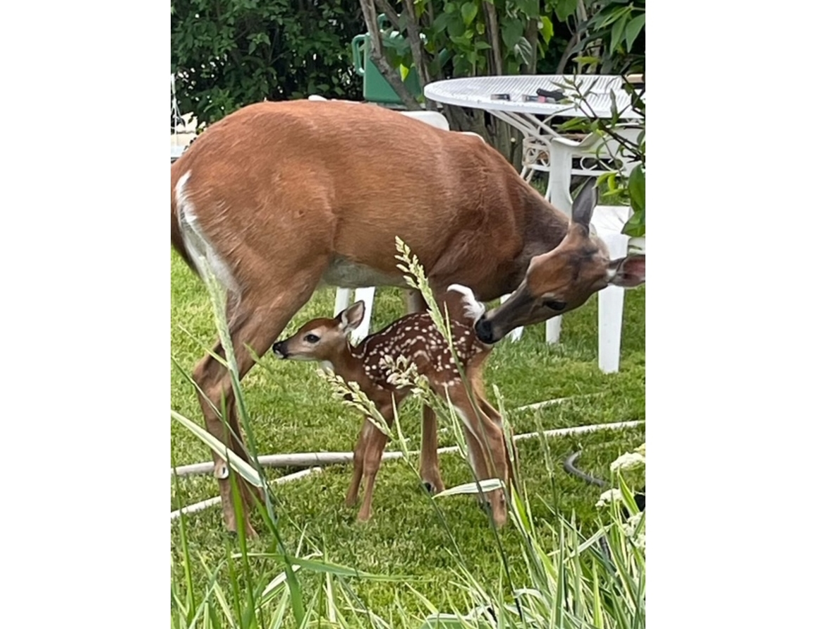 Judy Sora, of River Forest, tells us her yard has become a "deer nursery."