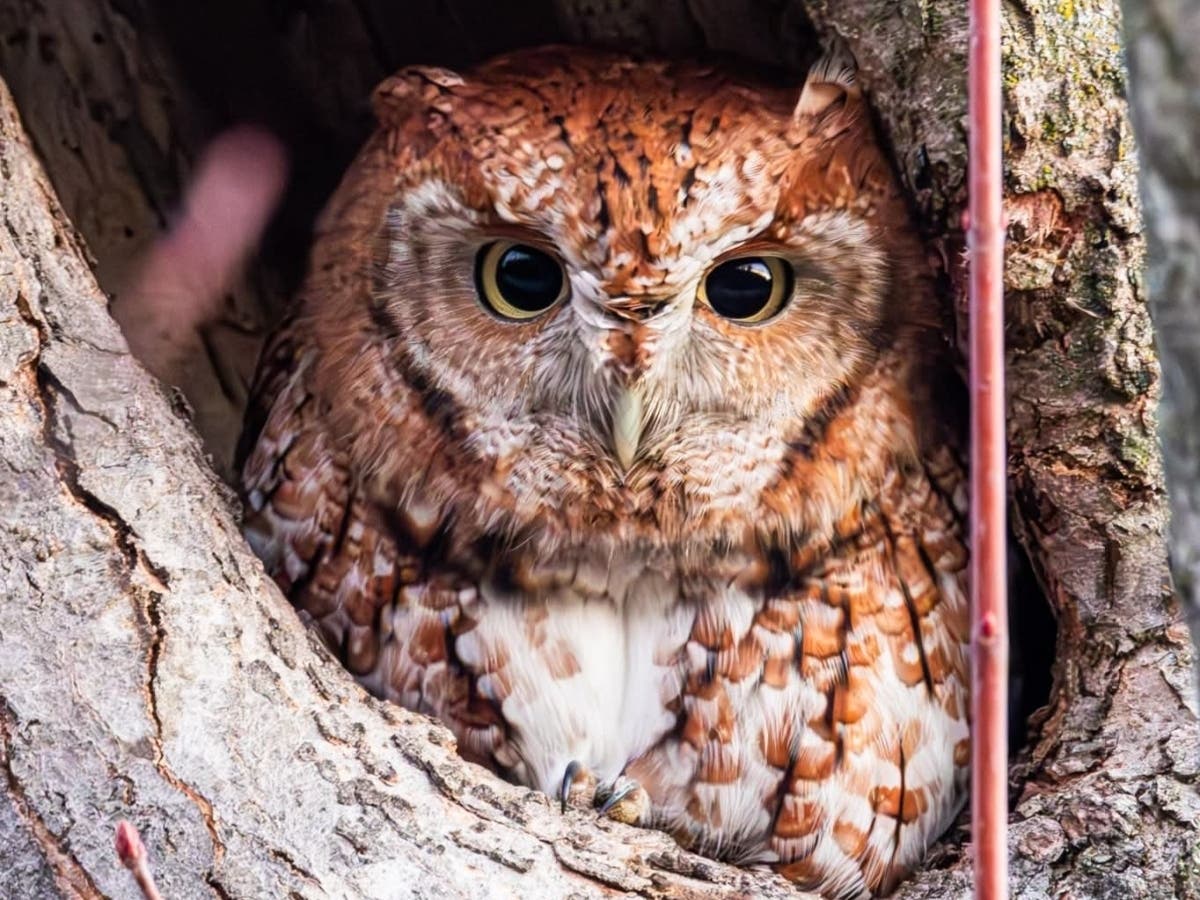 Dave Cheli sent in this amazing nature photo of an owl at a local forest preserve.