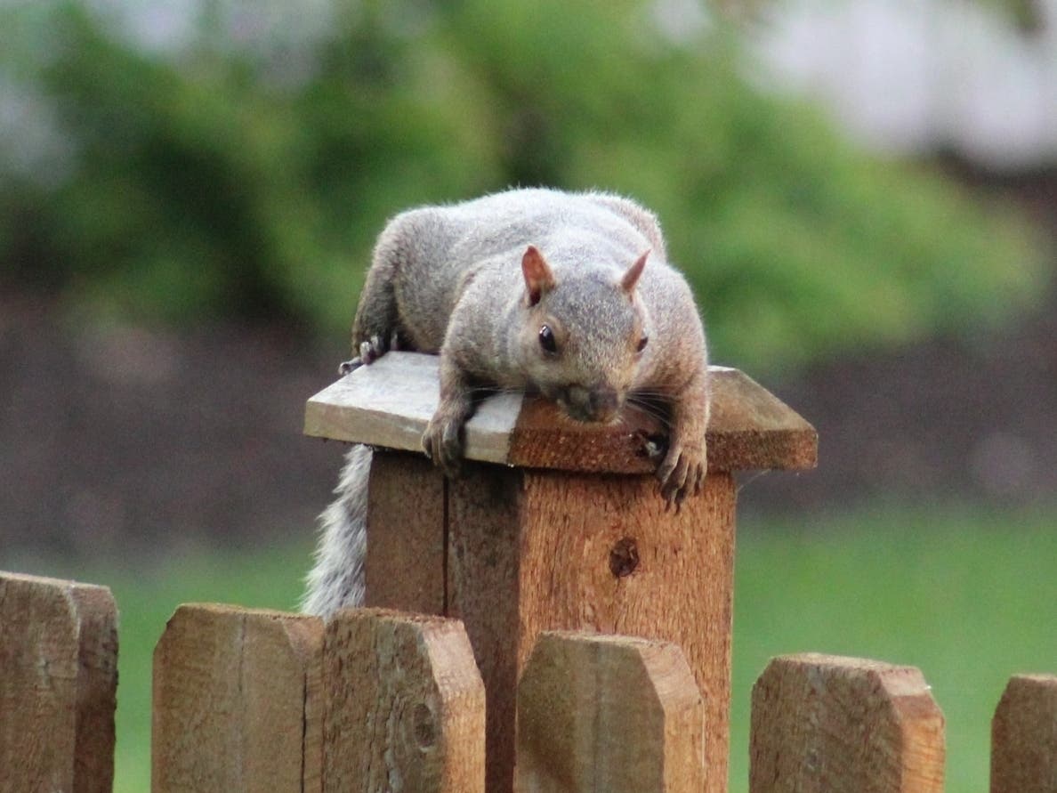 Steve Krygowski sent in this shot he took of a squirrel taking a rest on his fence post in Oswego.