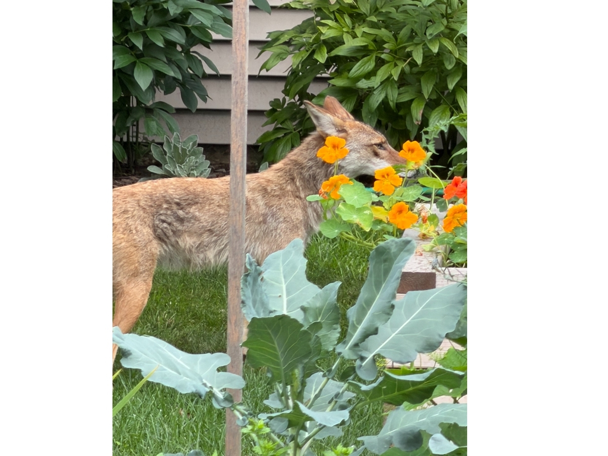 Ken Burk took this photo of a coyote in Arlington Heights. 
