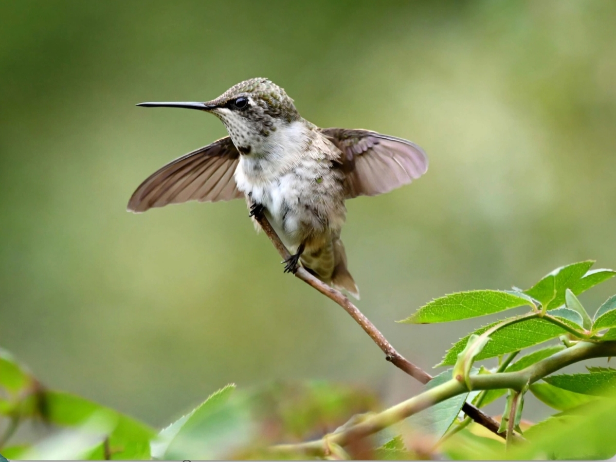 Denise Whistler, of Elmhurst, submitted this photo she recently took in her backyard. "It was sleeping on this branch and I caught it in mid-stretch," she tells Patch of the baby hummingbird. 