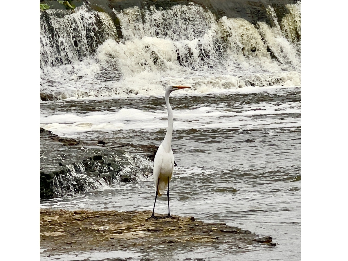 Mary Hawthorne says she took this photograph of a Cattle Egret enjoying swift water fishing at the Batavia Riverwalk.