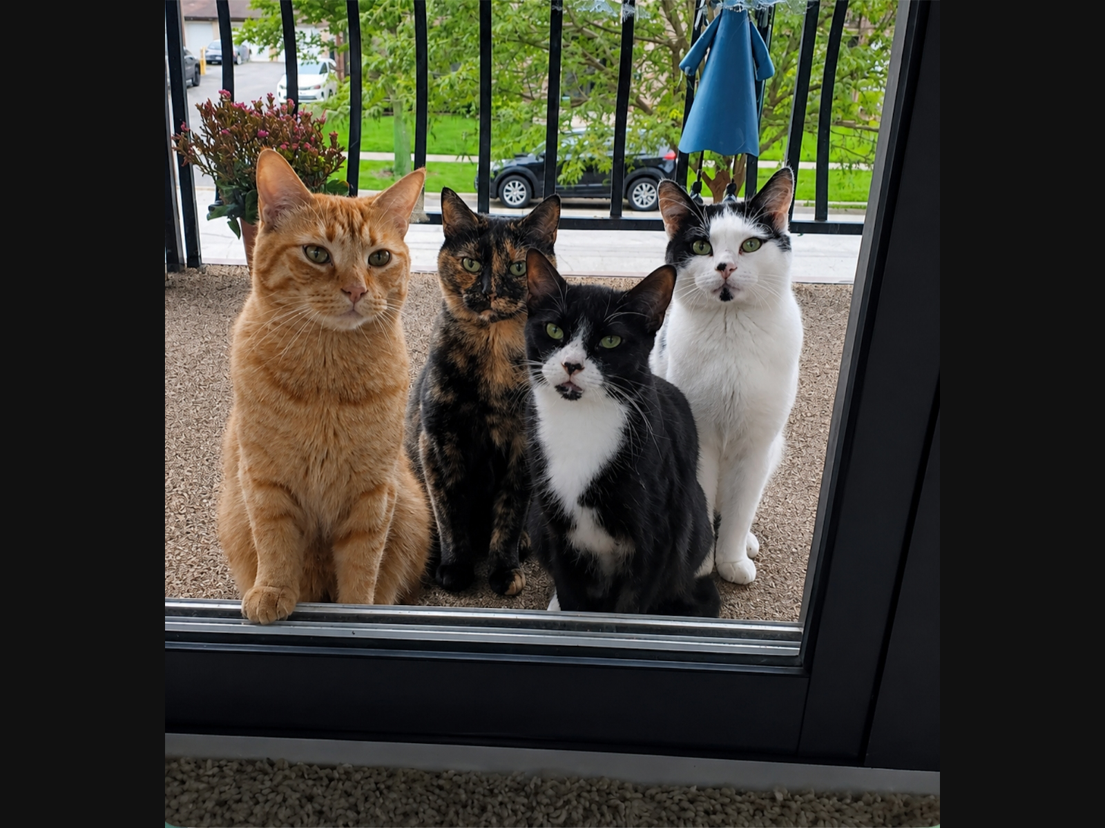 Cheryl Slavin, of Tinley Park, submitted a photograph she took of Mango (3), Big Kitty(15), Scarlett (6) and Elton John (2). "They are amazing little family and love their playtime outside," she tells us.