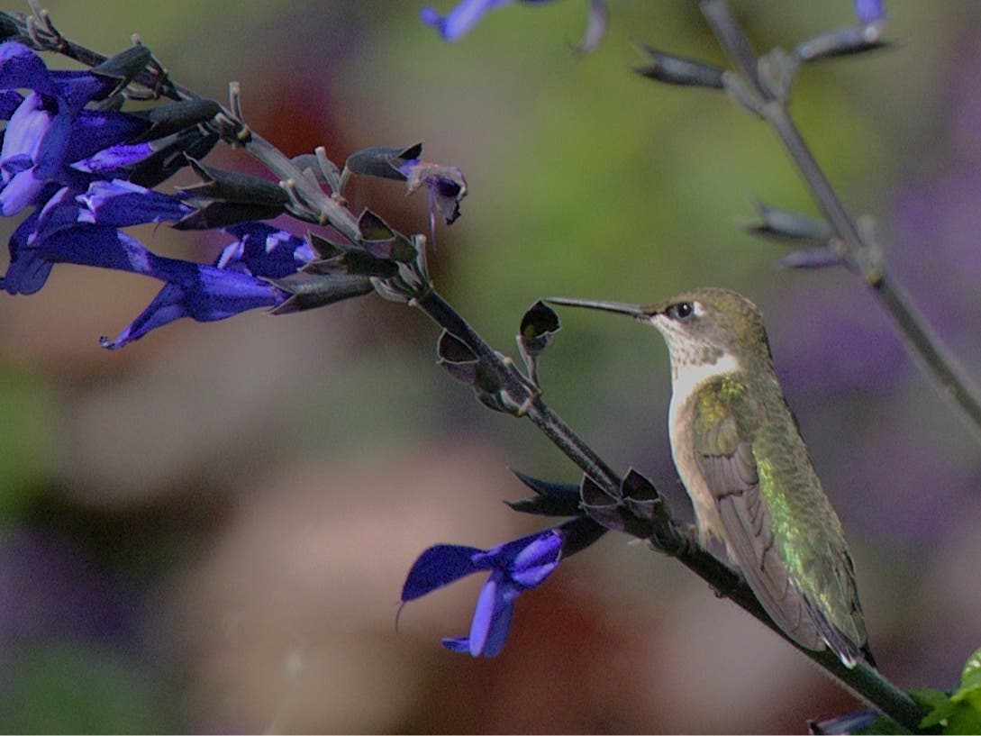 Joe Kloptowsky, of Tinley Park, submitted this photo he got of a female hummingbird while at the Chicago Botanic Garden. "There were quite a few chasing each other around all the gorgeous flowers," he tells us.