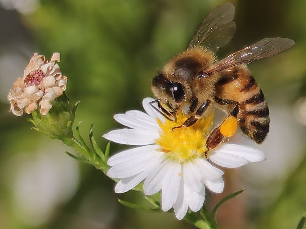 John Mastalerz submitted this incredible photograph he recently got of a bumble bee.