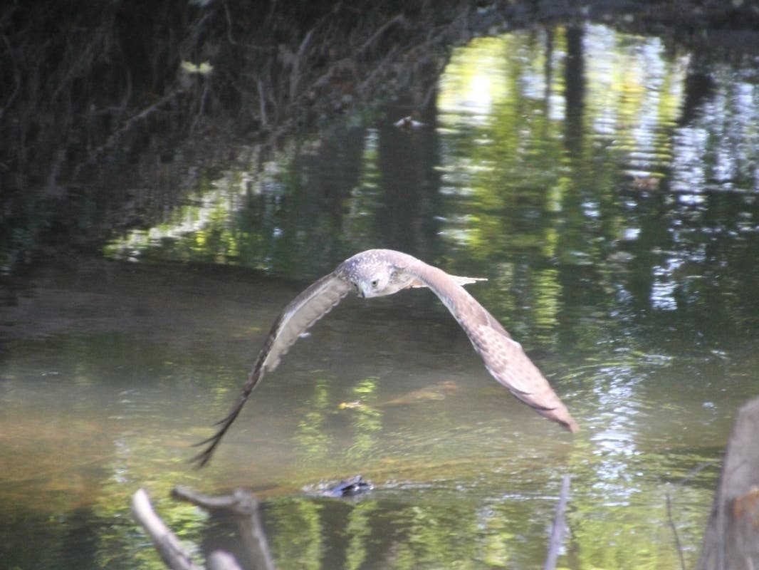 Joseph Nikola photographed this juvenile Red-tailed hawk in flight at St. Paul Woods in Niles. 