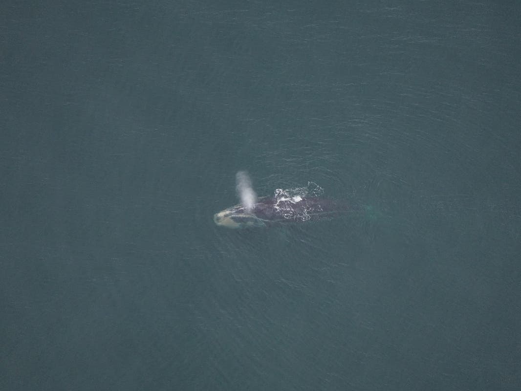 On Sept. 22, 2022, images taken by the New England Aquarium aerial team, approximately 15 nautical miles south of Nantucket, captured Snow Cone, who is in a declining state of health.