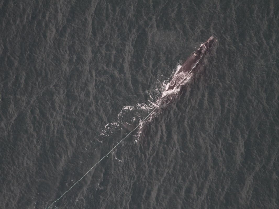 This whale, identified by the National Oceanic and Atmospheric Administration as #4545​, was first seen entangled in February south of Nantucket.