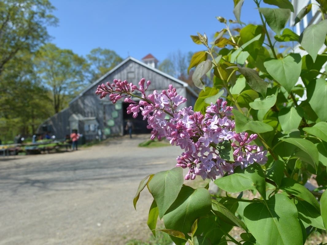 Through a GoFundMe and other fundraising means, farm officials said they raised $1.1 million toward the raising of a new barn in 2022. On Monday, the timber for the new barn was delivered to the Natick farm. On Tuesday, the rebuild began.