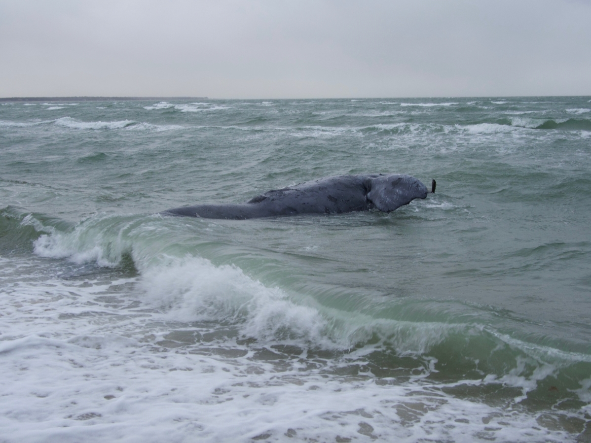 The deceased female North Atlantic right whale was found on Jan. 28 near Martha's Vineyard.