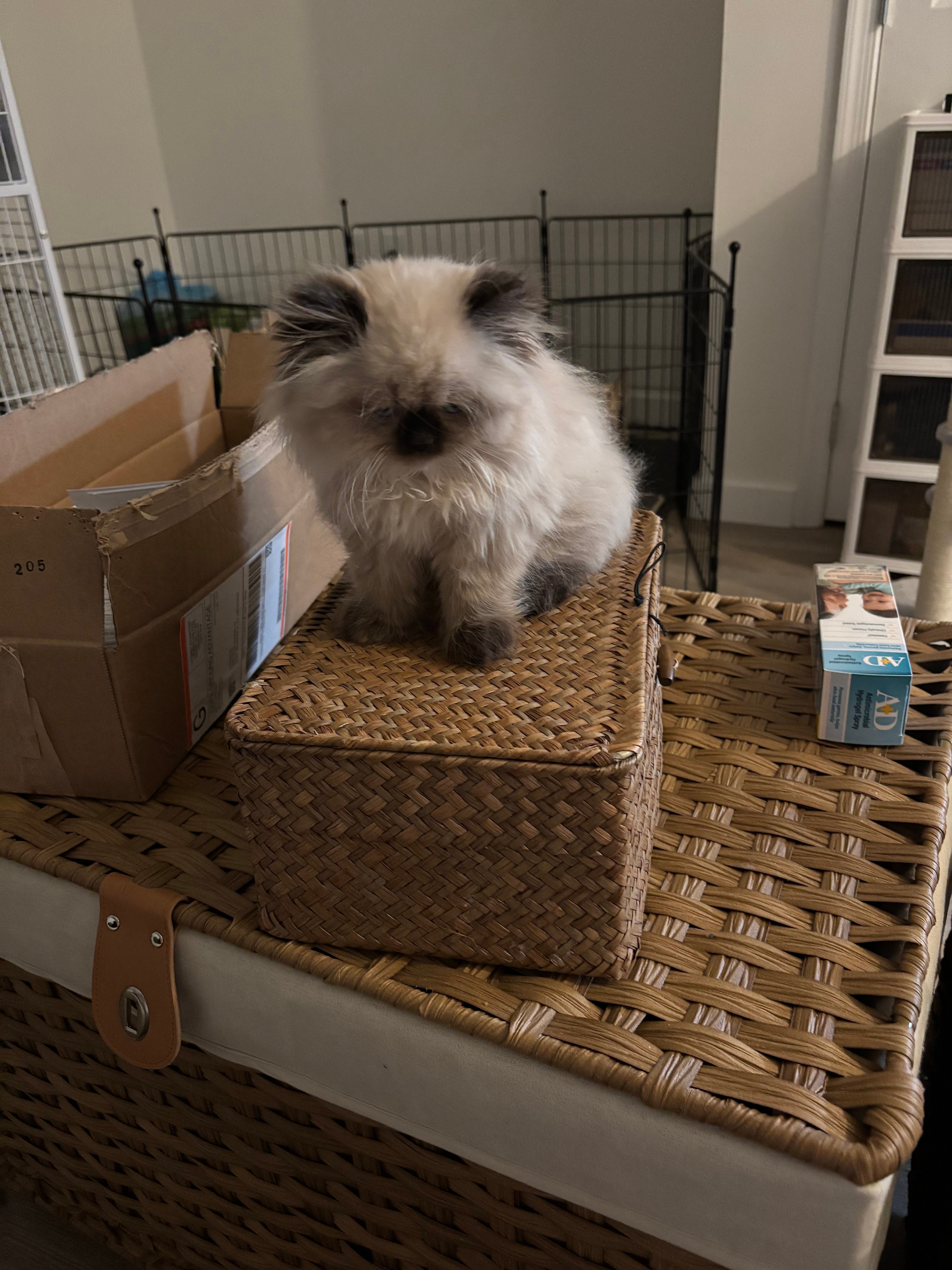 Hymalayan kitten 4 months old free to proven loving home.