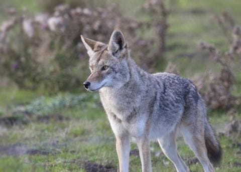 Co-existing with Coyotes