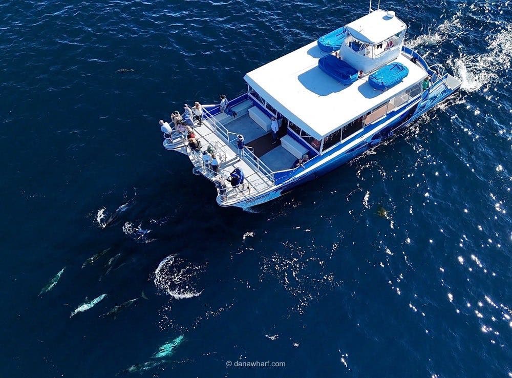 Half Priced Whale Watching!