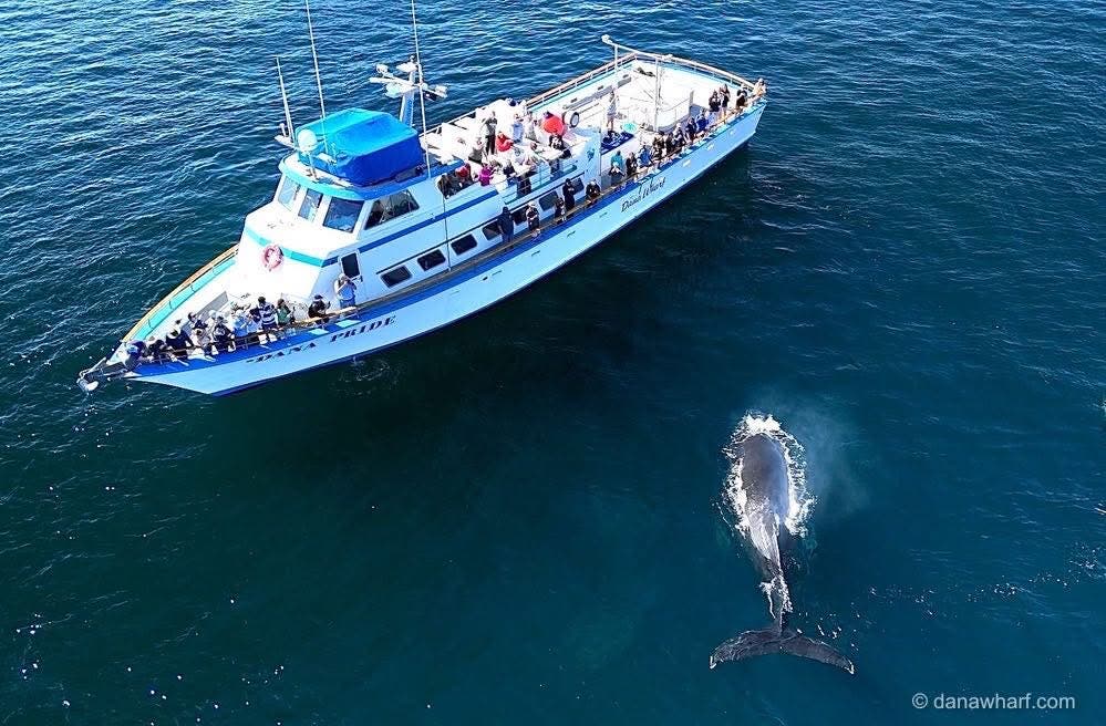 Half Priced Whale Watching!