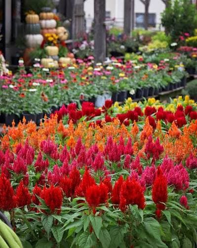 Fall Herb Kits and Fall Blooming Annuals Ready to order!