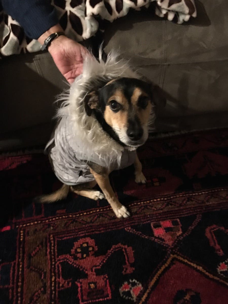 Pet Sitter (overnights) Nashua, NH Patch