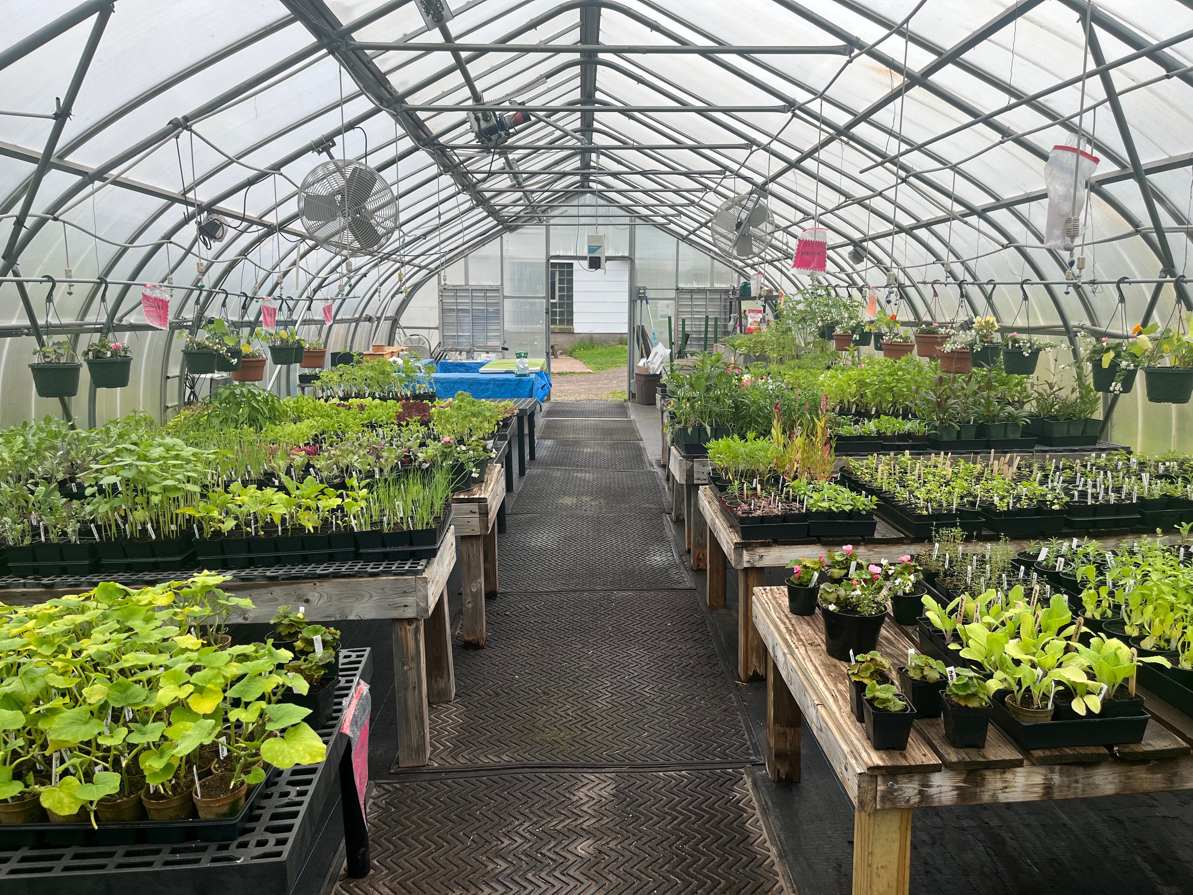 UConn Master Gardener & Auerfarm's Annual Plant and Seedling  Sale