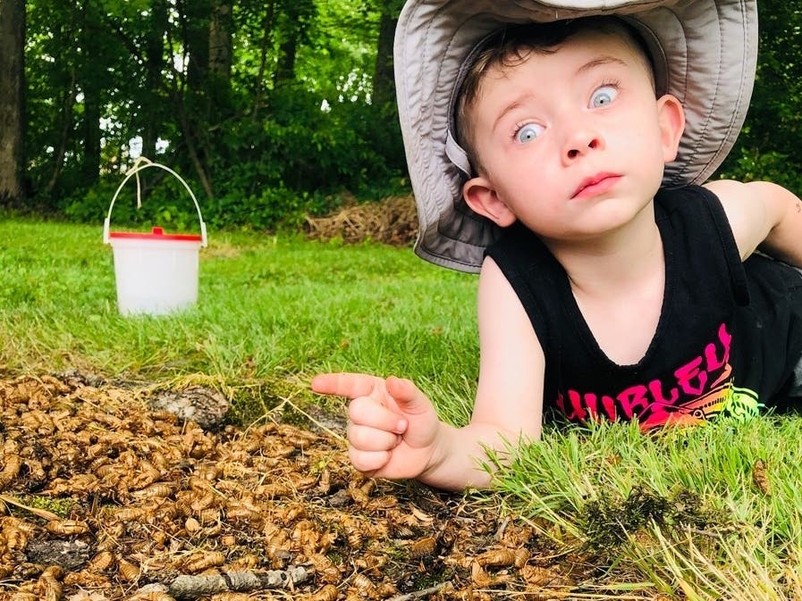 Katie Luckenbaugh said that Mason, 4, loves to visit his grandparents and the cicadas in Harford County, Maryland, where this photo was taken.​ Check out more reader-submitted cicada photos below. 