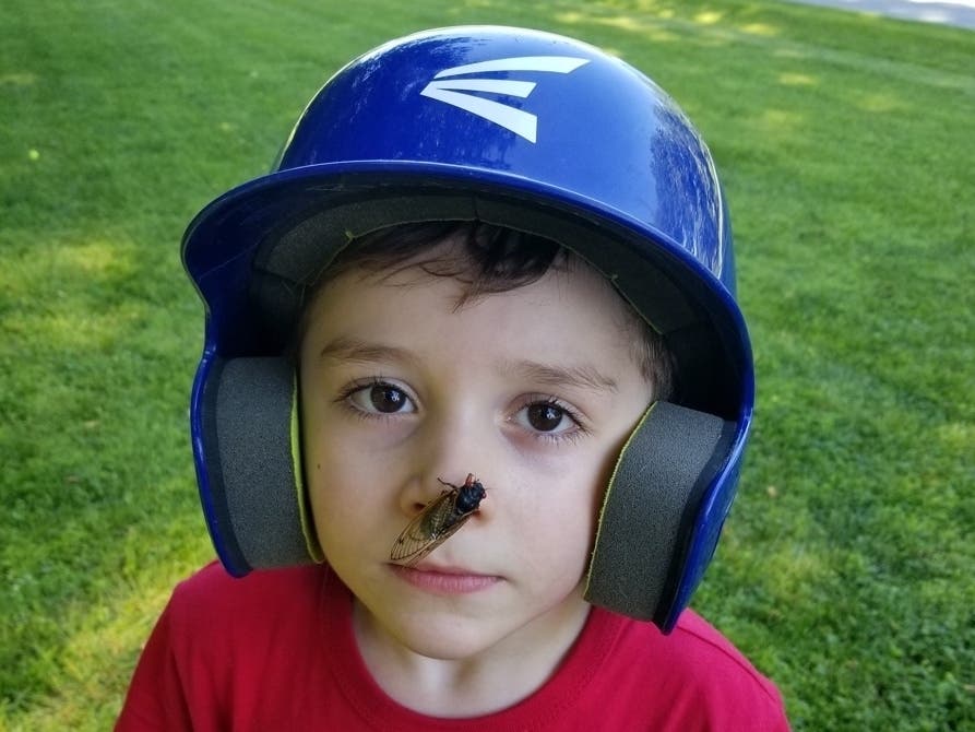 Six-year-old Patrick lets a cicada land on his nose in Ellicott City on Memorial Day. Find more of Maryland's reader-submitted cicada photos here. 