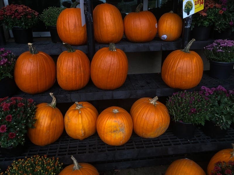 The Maryland Pumpkin Festival will take place this weekend in Frederick. Check it out, along with our other Maryland weekend events for Oct. 1 to 3.