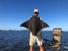 Cownose rays – common to the Navesink – have wings that could be easily mistaken for dorsal fins, according to one local fisherman.