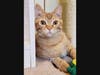 Randy recently had surgery and is looking for a family to take care of him.