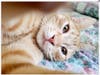 Huey is an outgoing kitty that wants to share a home with his brother Randy.