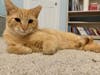 Petey is looking for a forever home.