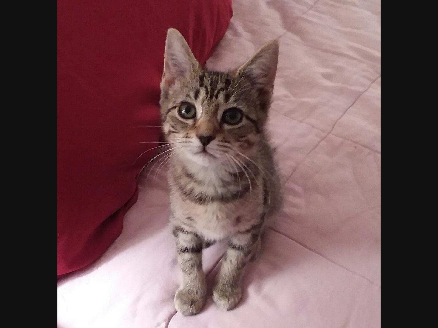 SPCA Seeks Adopters For 2 Cat Families: Adorable Pictures Inside 