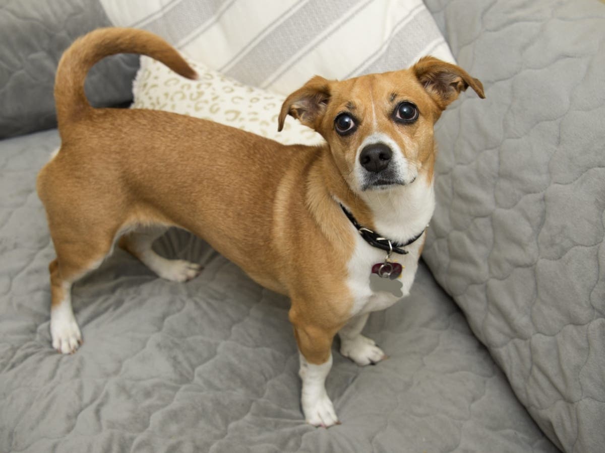 Hi! I'm Coco, and I'm looking for a furever home.