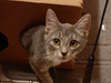 Hi! I'm Trixie, and I'm looking for a furever home.