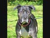 Bruce Kuma is looking for new owners.