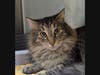 Pancake is up for adoption.