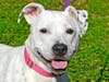 Piper is looking for a forever home.