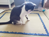 Hey there! My name is Meli. Will you take me home?