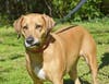 Allie is up for adoption.