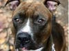 Brianna is looking for a forever home.