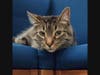 Sev is looking for new owners.